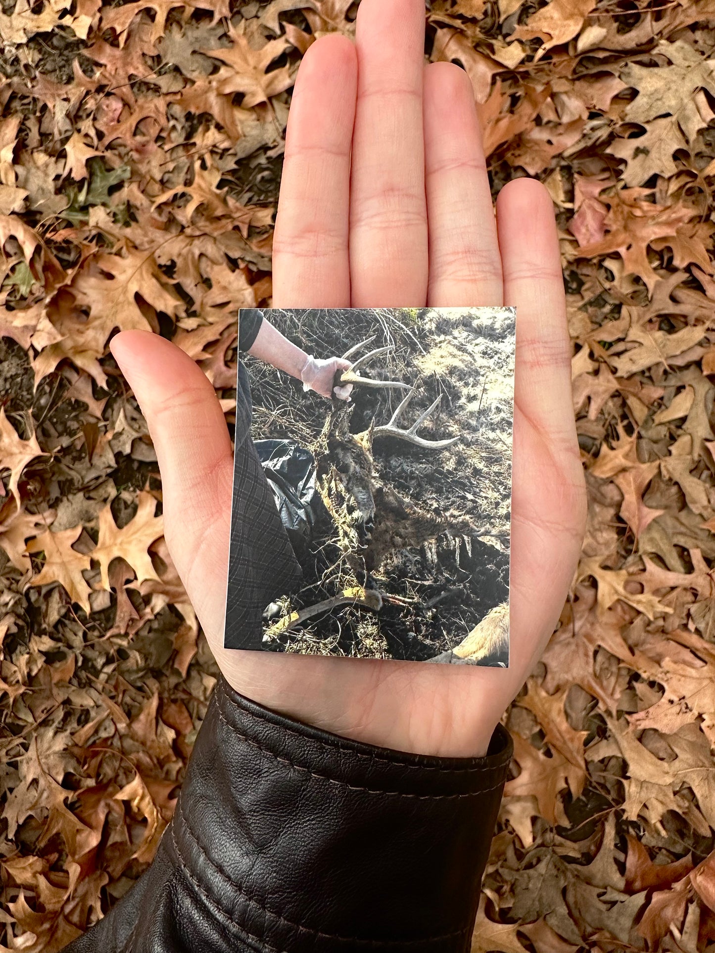 Deer Corpse Sticker