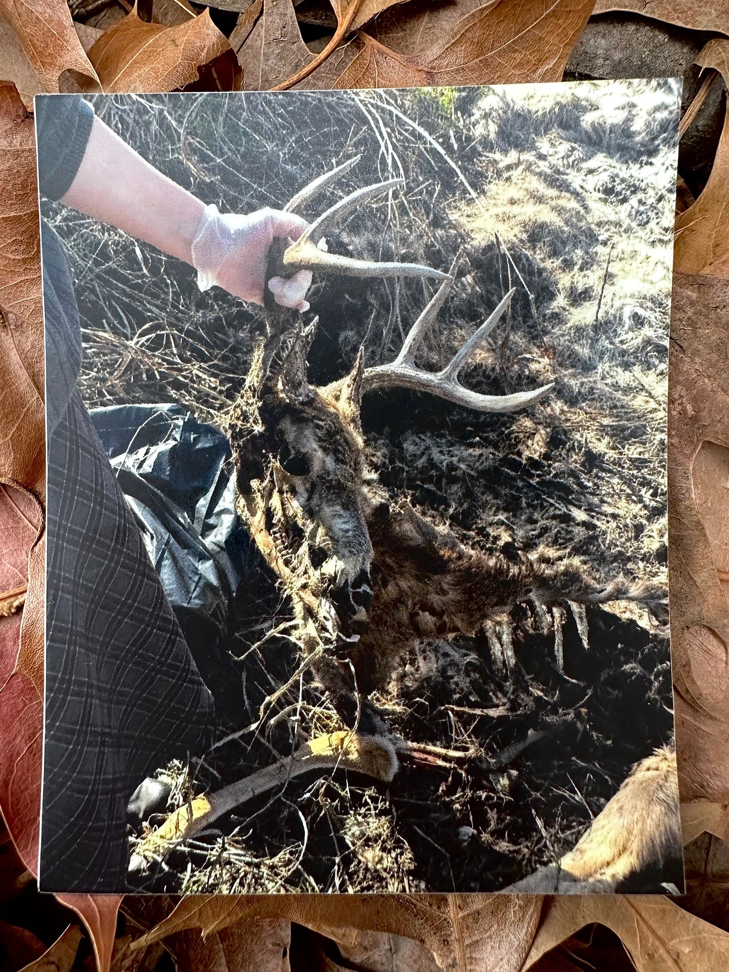 Deer Corpse Sticker