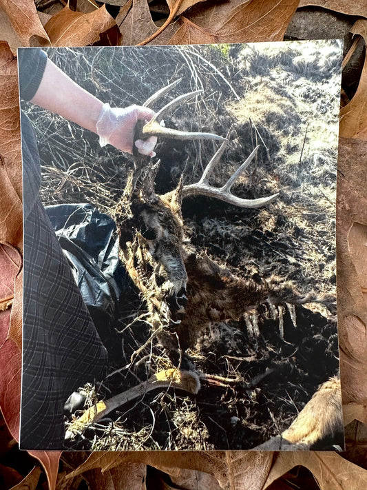 Deer Corpse Sticker